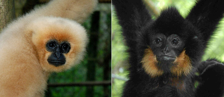 week in wildlife: northern buffed-cheeked gibbon