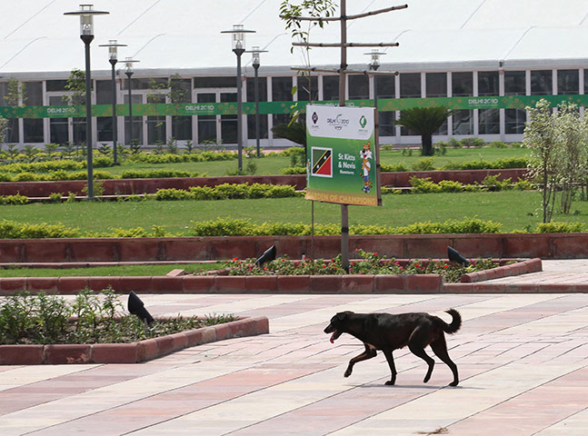 Commonwealth Games Clean: Stray dog roams the thletes village for Commonwealth Games in Delhi