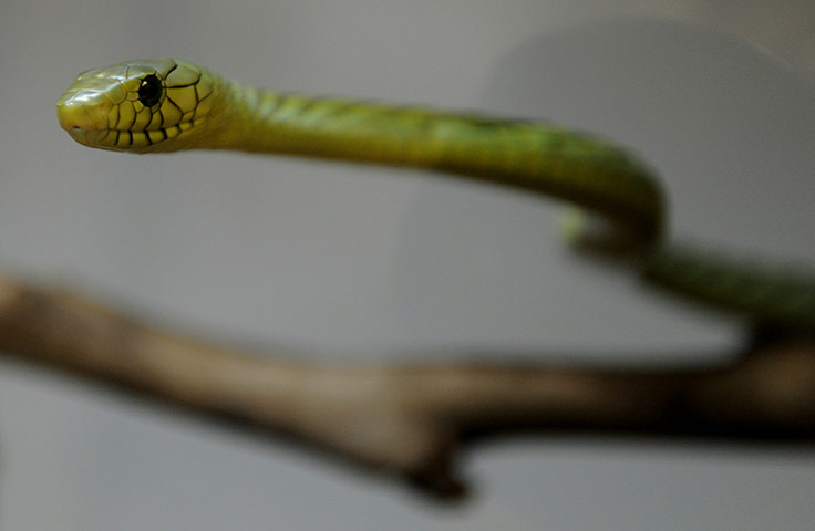 24 hours in pictures: A venomous West African Green Mamba snake