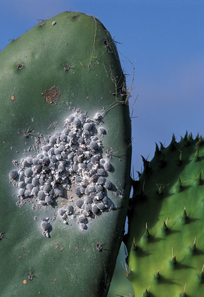 Book Review: Extreme Insects