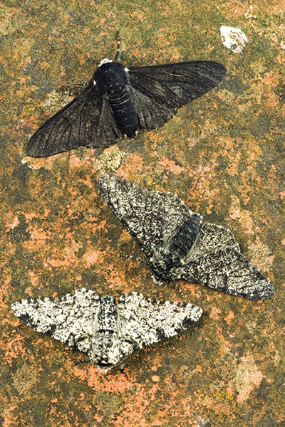 Book Review: Extreme Insects