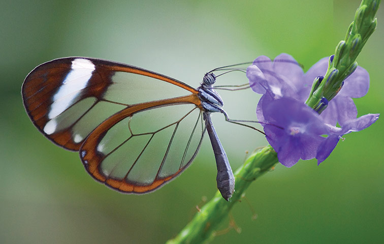 Book Review: Extreme Insects