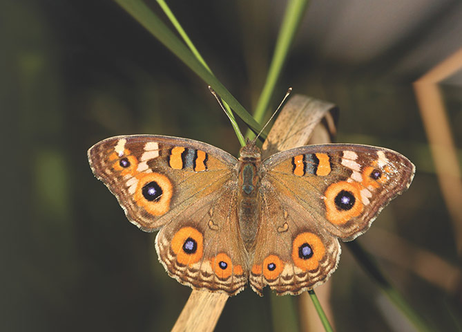 Book Review: Extreme Insects