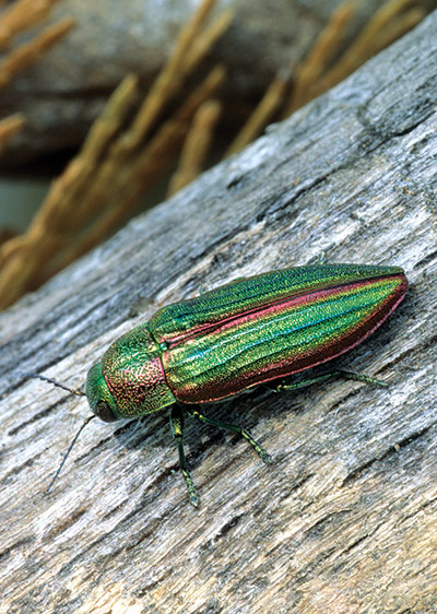 Book Review: Extreme Insects