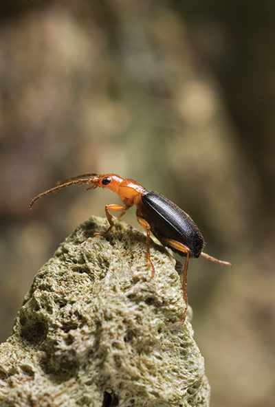 Book Review: Extrem Insects : Bombardier Beetle