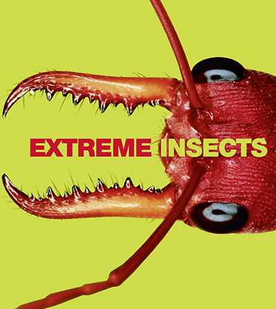 Book Review: Extreme Insects by Richard Jones published by HarperCollins