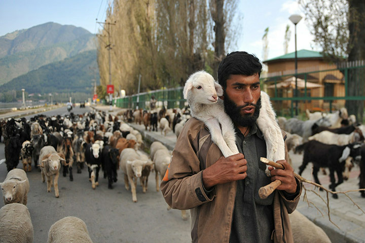 24 Hours: Srinagar, Kashmir: A Kashmiri nomad carries a lamb on his shoulders