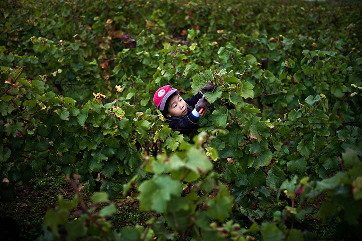 24 Hours: A Japanese diplomat's child look at grap