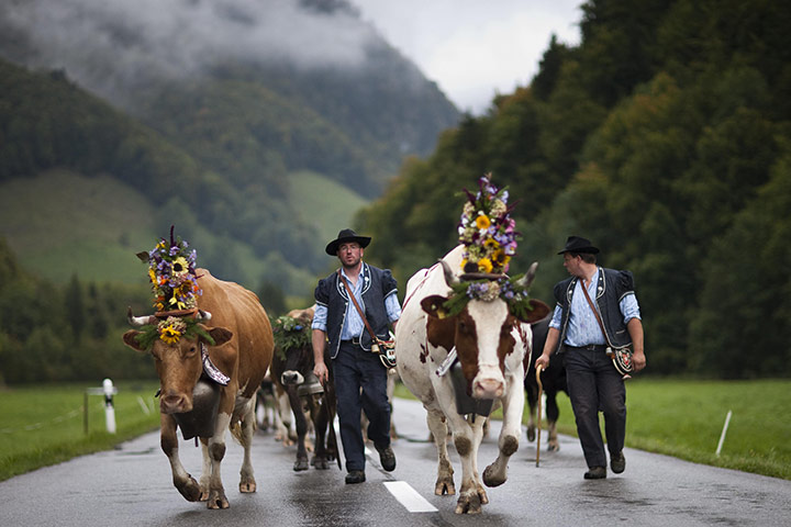 24 Hours: Charmey, Switzerland: Swiss farmers guide traditionally decorated cows