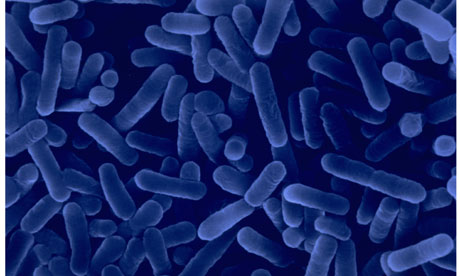 legionaires' disease.Legionella pneumophila bacteria. Luisa Dillner guide