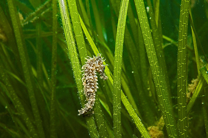 Biodiversity 100: Marine Conservation Zone Project