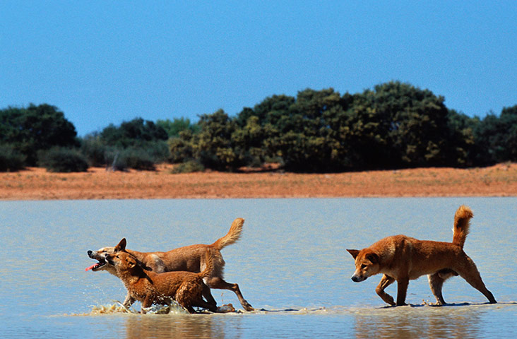 Biodiversity 100: Dingo