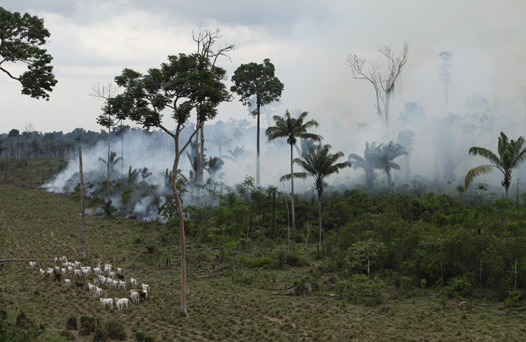 Biodiversity 100: burning area near Novo Progresso in Brazil's northern state of Paral