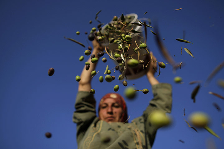 24 hours in pictures: west bank olive harvest