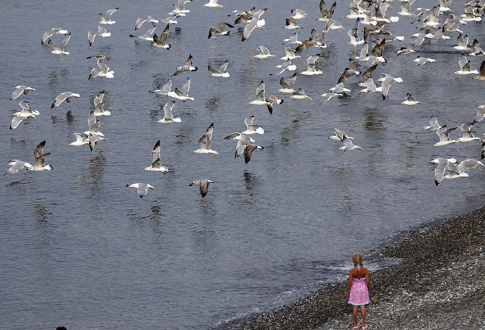 24 hours in pictures: A girl watches seagulls flying along the shore of the Black Sea near Sochi