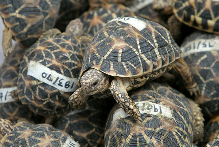 24hours Wed: Thai customs seized 1,140 Indian Star tortoises