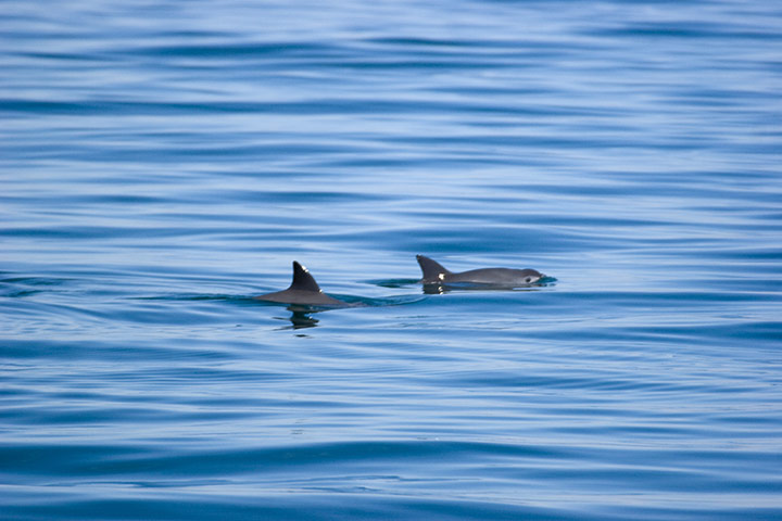 Biodiversity 100: Two vaquitas in the upper gulf of california, Mexico