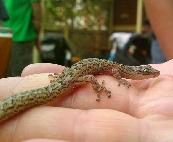 week in pics: Hegarty: baby gecko