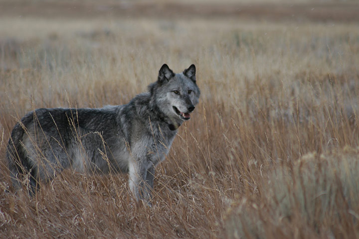 Week in wildlife: Wolf in Yellowstone National Park
