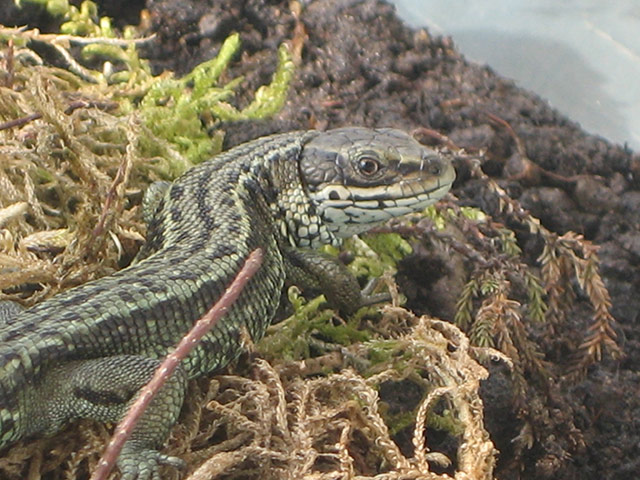 Week in wildlife: ecological network in Northern Ireland for precious lizard population