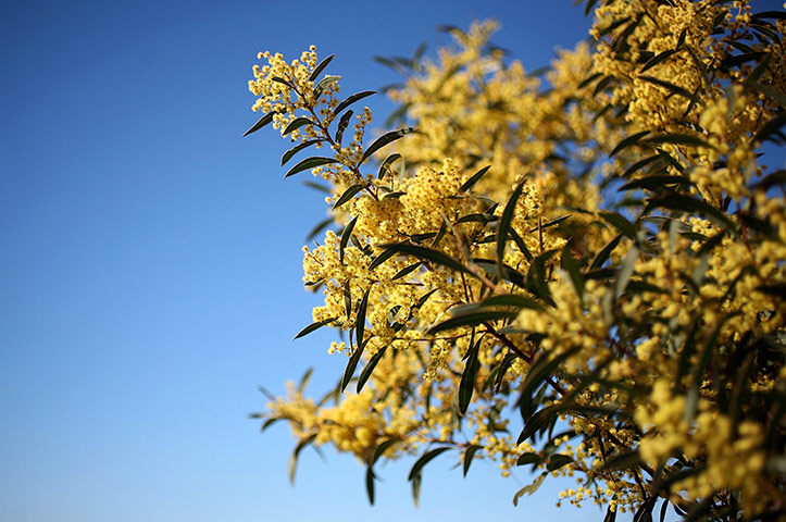 Week in wildlife: First Day Of Spring Arrives In Australia Golden Wattle
