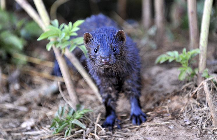 Week in wildlife: A mink is seen  on the side of a road in Hiliodendro, Greece