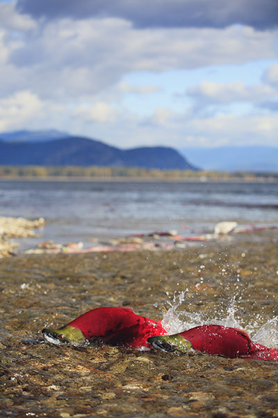 Week in wildlife: Sockeye Salmon, Adams River, Shuswap, British Columbia, Canada