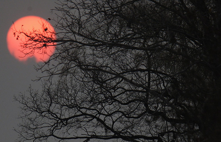 Week in wildlife: The sun sets behind a parched tree in Mato Grosso, Brazil,