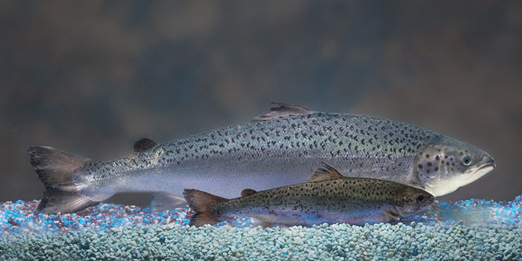 Week in wildlife: genetically engineered AquAdvantage Salmon with an Atlantic salmon
