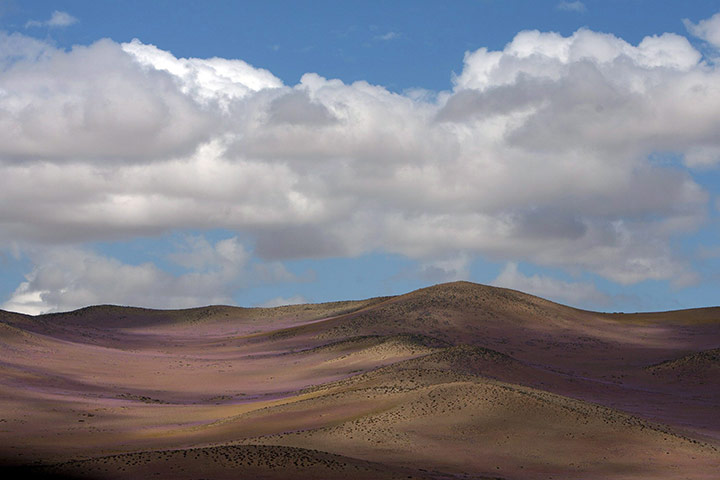 Week in wildlife: 'FLOWERY DESERT' IN ATACAMA DESERT, Chile