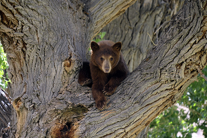 Week in wildlife: Black Bear in tree