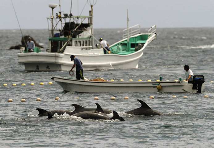 24 Hours: Fishermen drive bottle-nose dolphins into a net near Taiji Japan