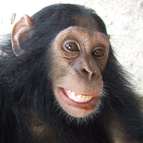 Orphaned Chimpanzees: Trade and Bushmeat in Democratic Republic of the Congo 