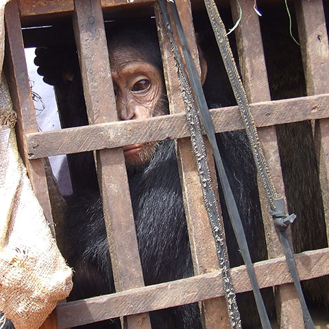 Orphaned Chimpanzees: Trade and Bushmeat in Democratic Republic of the Congo 