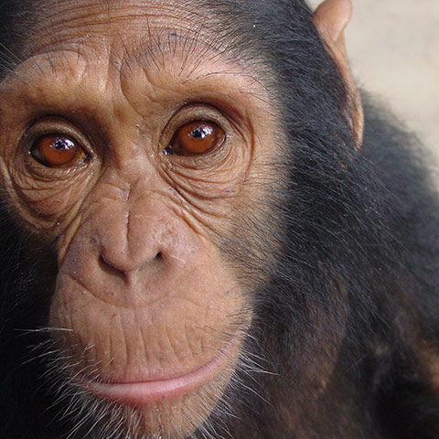 Orphaned Chimpanzees: Trade and Bushmeat in Democratic Republic of the Congo 