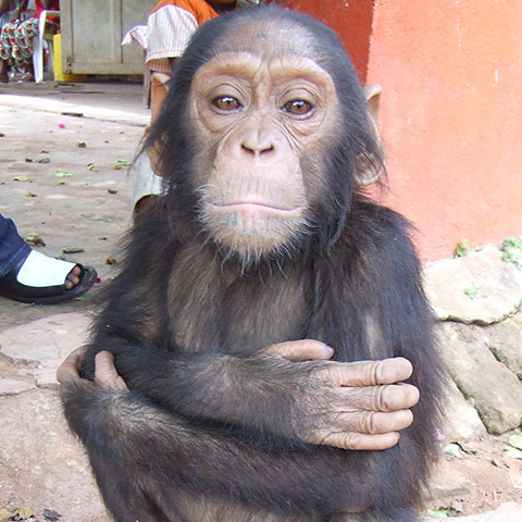 Orphaned Chimpanzees: Trade and Bushmeat in Democratic Republic of the Congo 