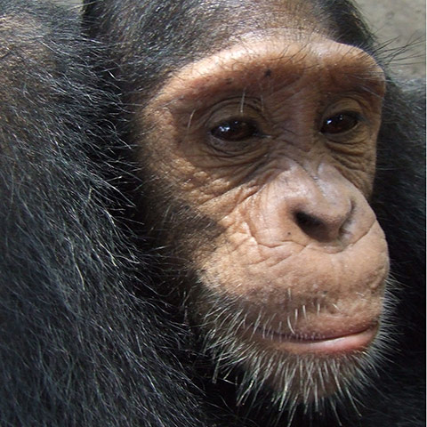 Orphaned Chimpanzees: Trade and Bushmeat in Democratic Republic of the Congo 
