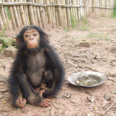 Orphaned Chimpanzees: Trade and Bushmeat in Democratic Republic of the Congo 