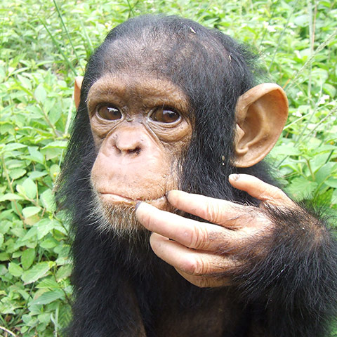Orphaned Chimpanzees: Trade and Bushmeat in Democratic Republic of the Congo 