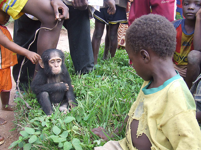 Orphaned Chimpanzees: Trade and Bushmeat in Democratic Republic of the Congo 