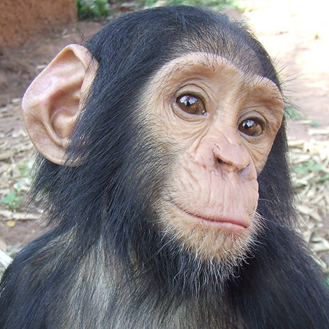 Orphaned Chimpanzees: Trade and Bushmeat in Democratic Republic of the Congo 