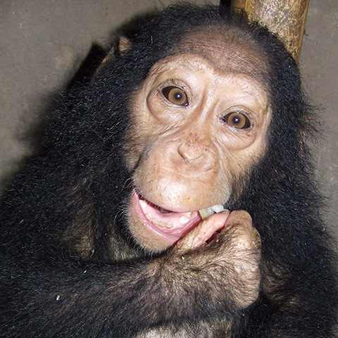 Orphaned Chimpanzees: Trade and Bushmeat in Democratic Republic of the Congo 