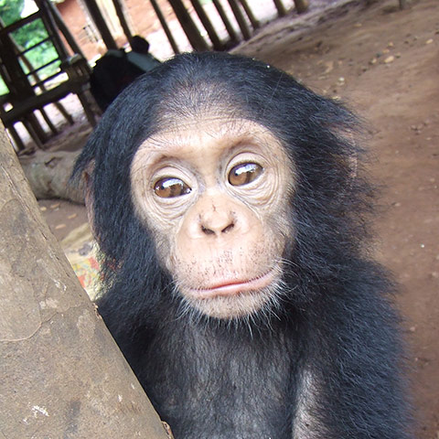 Orphaned Chimpanzees: Trade and Bushmeat in Democratic Republic of the Congo 