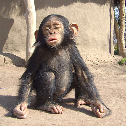 Orphaned Chimpanzees: Trade and Bushmeat in Democratic Republic of the Congo 