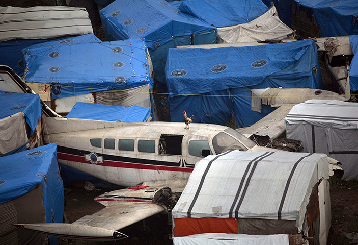 24 hours Thurs: A cock stands on the roof of an abandoned aircraft 