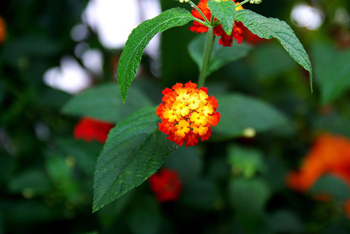 Biodiversity 100: Tiny colurful flowers Lantana