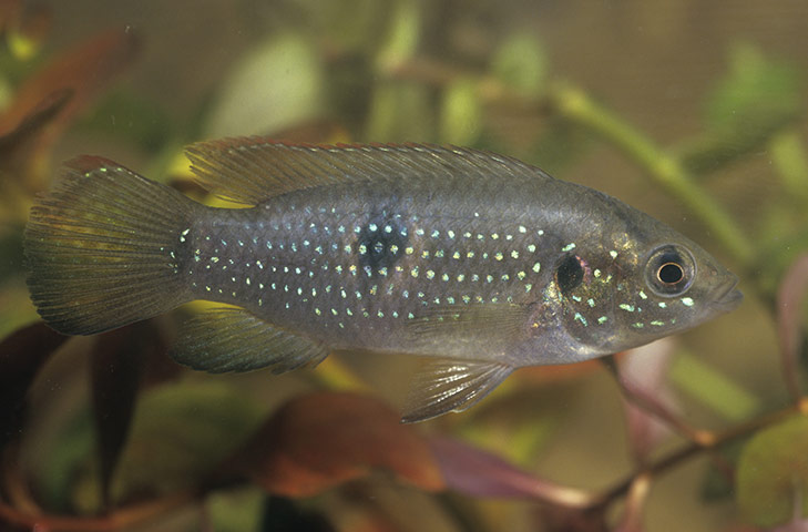 Biodiversity 100: Spotted Tilapia 