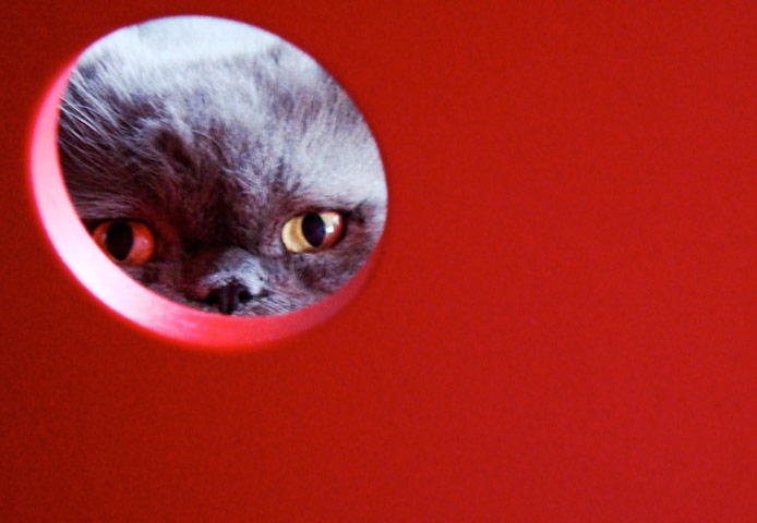 In Pictures: Red: moody cat