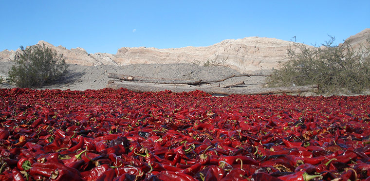 In Pictures: Red: Chillies drying in Quebrada de Cafayate