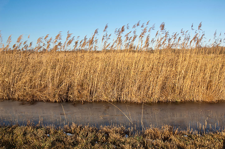 Biodiversity 100: Reeds at Wicken Fen, Cambridgeshire